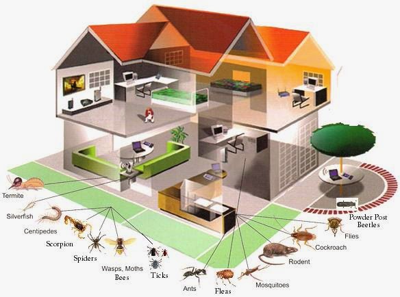 The Alfano Group: Pest inspections protect home buyers and ...